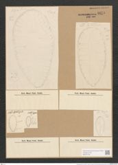 Surirella gemma Ehr. (de-Toni-Nr.: Genus 53, Species 2247) Zeichnungen Sammlung Grunow Nr. 4675 (NHMW-BOT-W0372746)